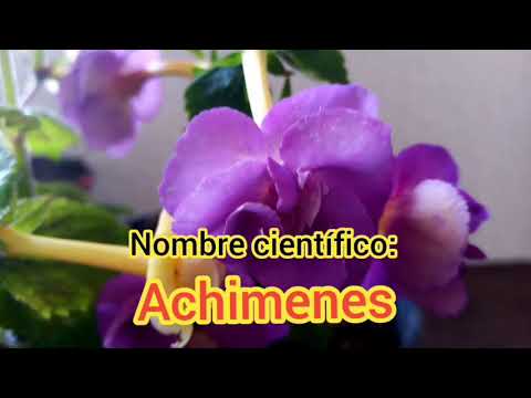 Video: Ahimenes (51 Fotos): Reglas Para Cuidar Una Flor En Casa, Plantar Semillas De Achimenes, Descripción De 