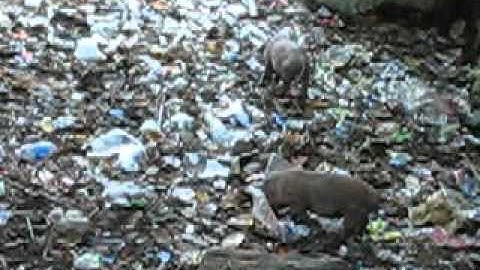 garbage and pigs at the temple in Laos