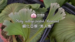 Platy. Ridleyi Crested 'Mermaid'- Elegant Mermaid Tail 綴化亞猴美人魚 & 蝸牛藥使用方法 Platy. Ridleyi Crested 'Mermaid'- Elegant Mermaid Tail 綴化亞猴美人魚 & 蝸牛藥使用方法