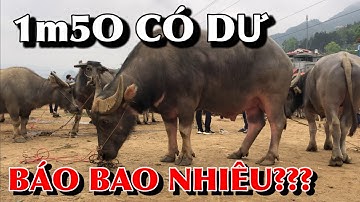 TUYỂN TRÂU TO VÀ ĐẸP NHẤT CHỢ PHIÊN BẮC HÀ - DÒNG TRÂU KHUNG