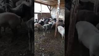 Курдючные овцы.
