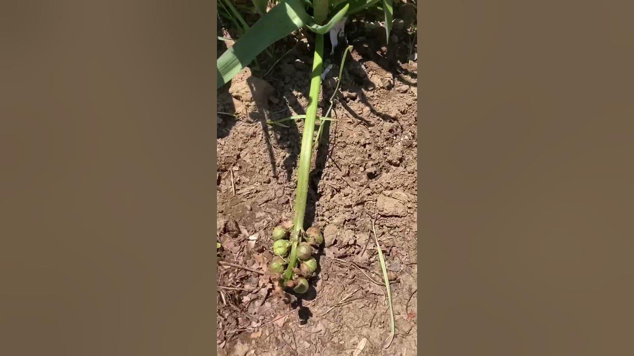 My favourite hyacinths have created seed pods I wonder if they’ll make new ones next year