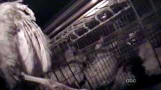 Investigation: Inside Egg 'Factory Farm'