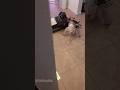 His Greed Sickens MeЁЯШЕЁЯШЕЁЯШЕ Cat Catlover Catvideos Funnycat Fyp His Greed Sickens MeЁЯШЕЁЯШЕЁЯШЕ Cat Catlover Catvideos Funnycat Fyp