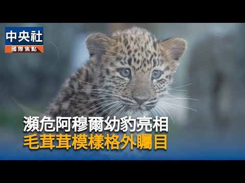 瀕危阿穆爾幼豹亮相 毛茸茸模樣格外矚目