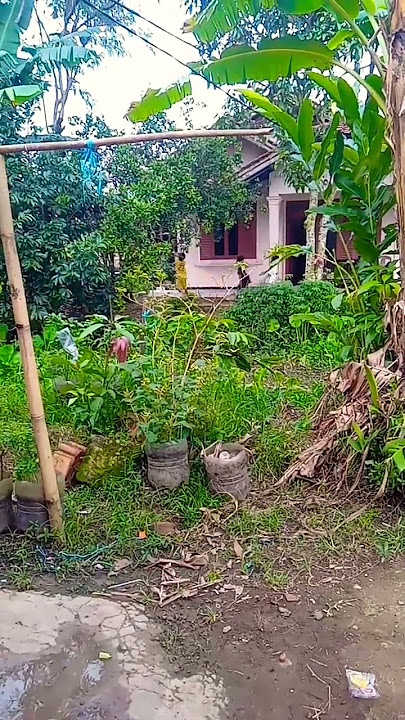 #storywa #pemandangan #sawah anak anak desa sedang bermain
