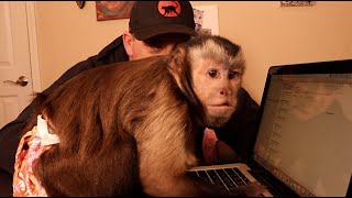 Capuchin Monkey On the MacBookPro Typing!
