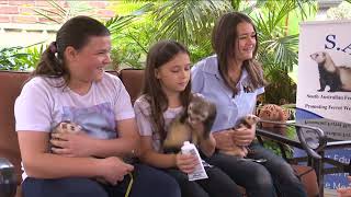 Ferrets As Pets? Everything You Didnt Know But Need To