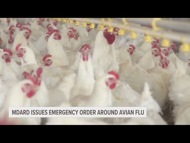 MI Dept. of Agriculture and Rural Development issues emergency order amid avian flu outbreak
