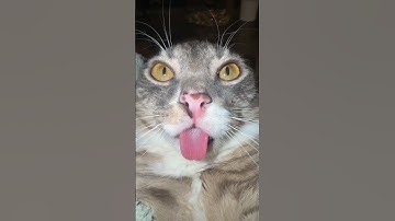 When the Music Breaks… and So Does the Cat 😵‍💫🎶 | #glitch #catmeme #shorts #wtf