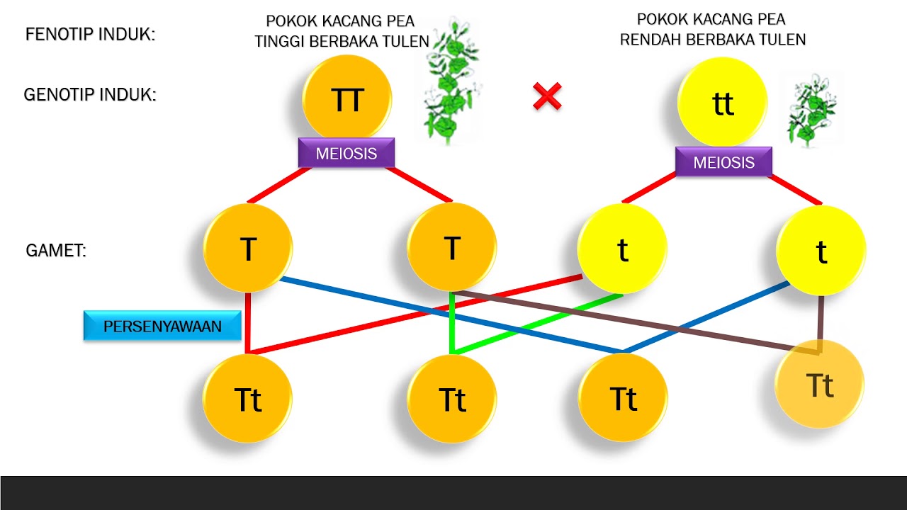 Sains Tingkatan 4 Bab 5 Genetik Bahagian 4 Youtube