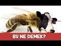 BU NE DEMEK? - Fotoğraflı Kötü Espri Yarışması - Kızlar Yarışıyor