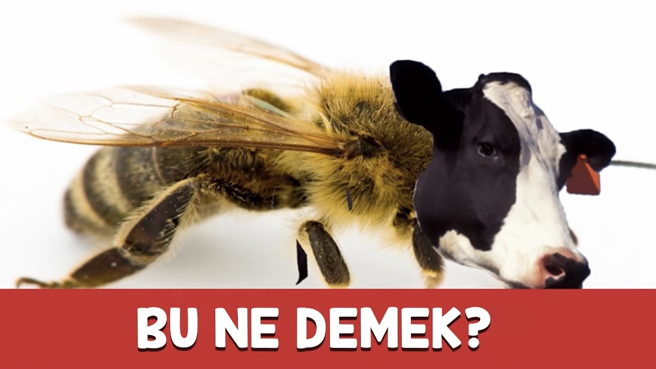 BU NE DEMEK? Fotoğraflı Kötü Espri Yarışması Kızlar