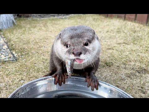 ??????? ??????????????? Played in the garden with otters and cats on a nice day