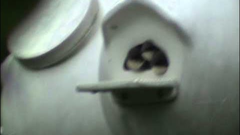 Tree Swallow Diary 2011 Part 13 - The last chapter