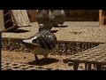 Racing pigeons breeders male 2022-01-15 Loft Lithuania
