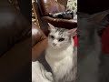 臭いのか？#ねこのいる暮らし #ねこ動画 #ねこのいる生活
