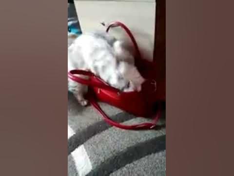 кошара лезет в сумку кот немой - YouTube