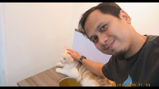 MAINE COON CAT | CAT & ICE CREAM PVJ BANDUNG | RUMAH KUCING