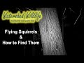 Flying Squirrels - How to Find Them