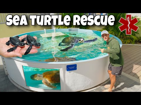 Rescuing INJURED SEA TURTLES From DEATH!!