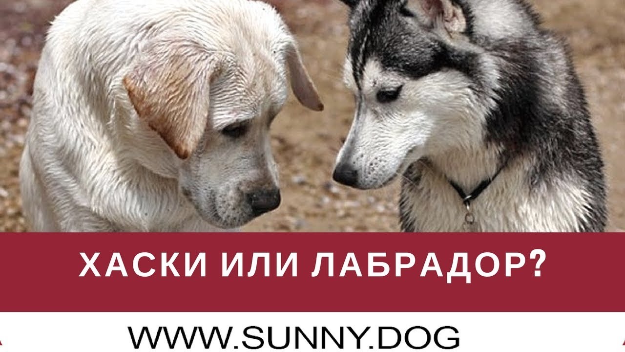 Хаски или лабрадор ретривер? Выбор породы. Кого выбрать - лабрадора или хаски?