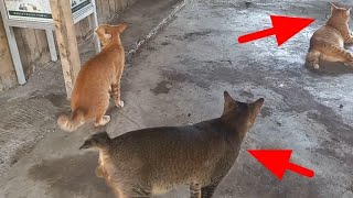 Kucing oyen bertemu dengan saudaranya by Hewan & peliharaan 279 views 4 months ago 2 minutes, 30 seconds