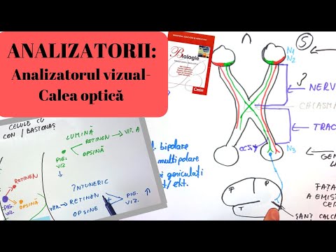 Video: Ce face analizatorul lexical?