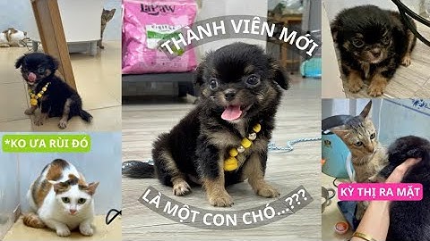 Thành Viên Mới "Tương Đen" 🐶 | Phản Ứng Của Các Bé Mèo Nhà Tui Như Thế Nào? |  3 Con Mèo Ta #3