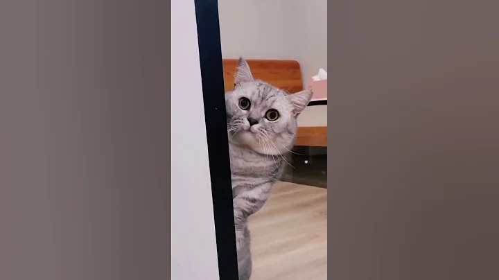 Video 796401: catlover funnycat kucing, catlover kucing funny, kucing kitten, cute cat