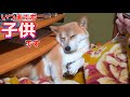 作業で邪魔されようと寝心地が悪かろうとそこに寝続ける柴犬ハナ