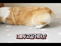 주인이 옷을 입자 강아지가 보인 반응🐶 나두 가치가...ㅣ천재견ㅣ웰시코기ㅣ아리둥절