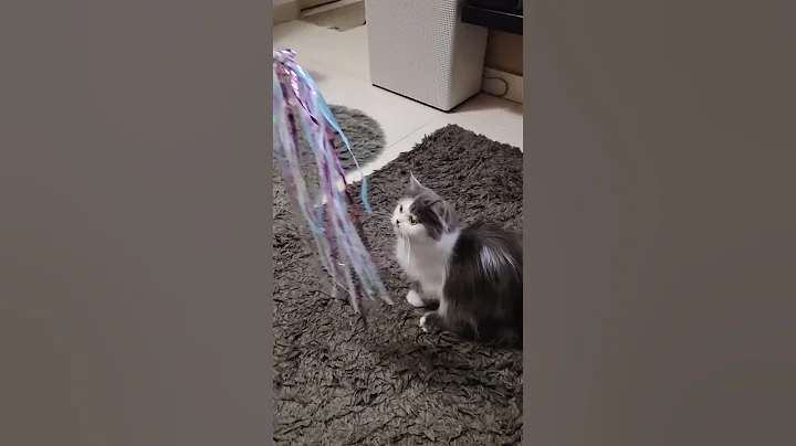 Watch the video about #cute #munchkin #cat #catlover #cutecat #kucing #kucinglucu #funnycats #shorts