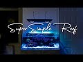 How To Setup a Super Simple Saltwater Reef Aquarium for Beginners