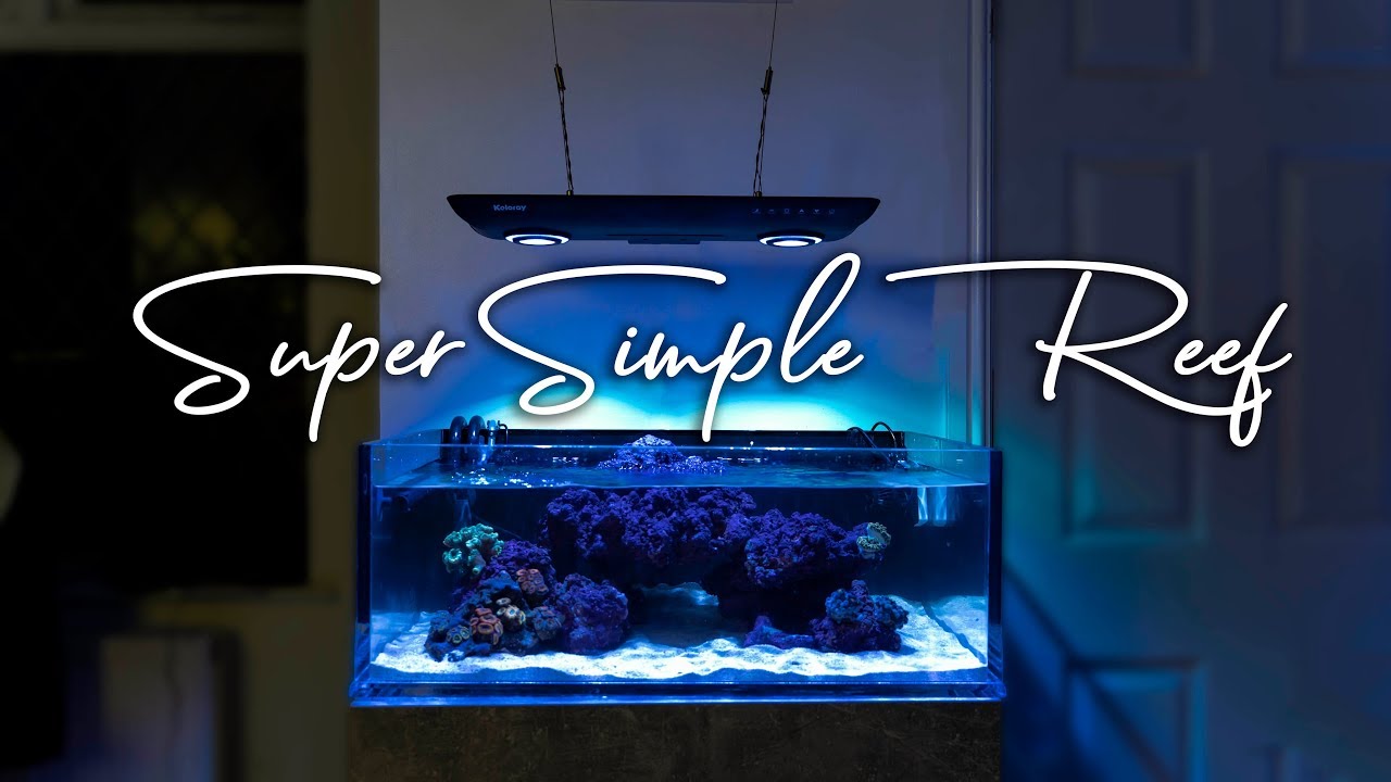 How To Setup a Super Simple Saltwater Reef Aquarium for Beginners 