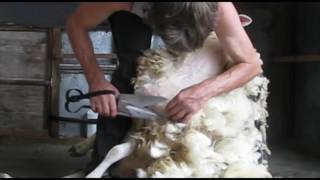 How to Blade hand shear a sheep part 3