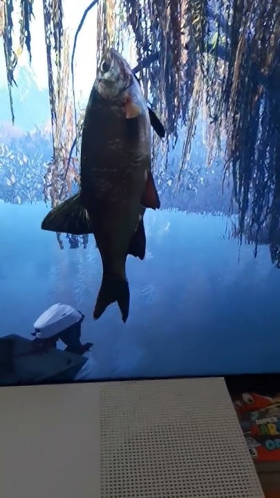 How To Catch Golden Shiner Fishing Planet Catching my PB golden shiner in fishing planet! - YouTube