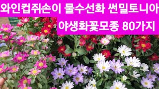 향여러핀석화 카틀레아 꽂핀호야 야생화꽃모종 정원수