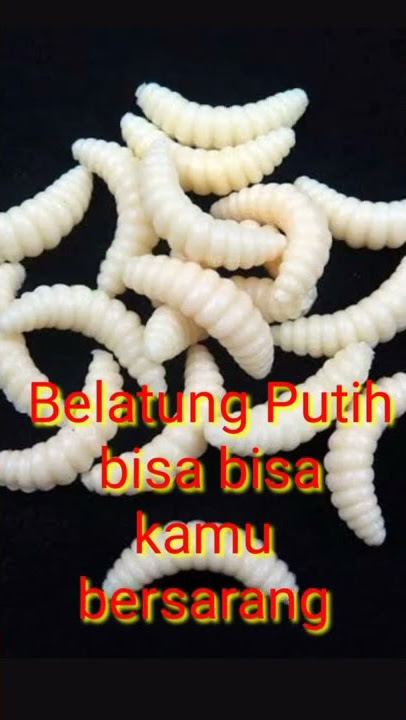 viral belatung putih#money#short#shortvideo#viral#belatung#belatungputih