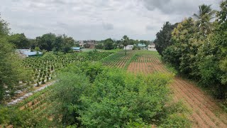 Greenary view 🌳✨