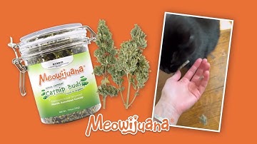 🌿 Pure, Potent, & Organic! | Meowijuana Catnip Buds for Ultimate Feline Bliss 😻