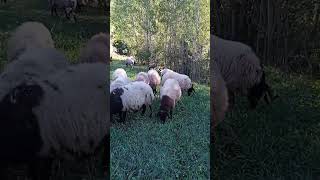 Köyde Huzur Var