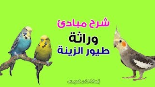 ازاى افهم وراثة طيور الزينة