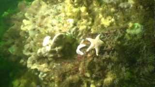 Buceo en Chile: Los Molles - Chile es TUYO
