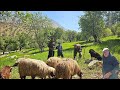 How Jahangir takes his sheep into nature? A journey into nomadic life in the lran