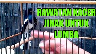 KACER JINAK UNTUK LOMBA