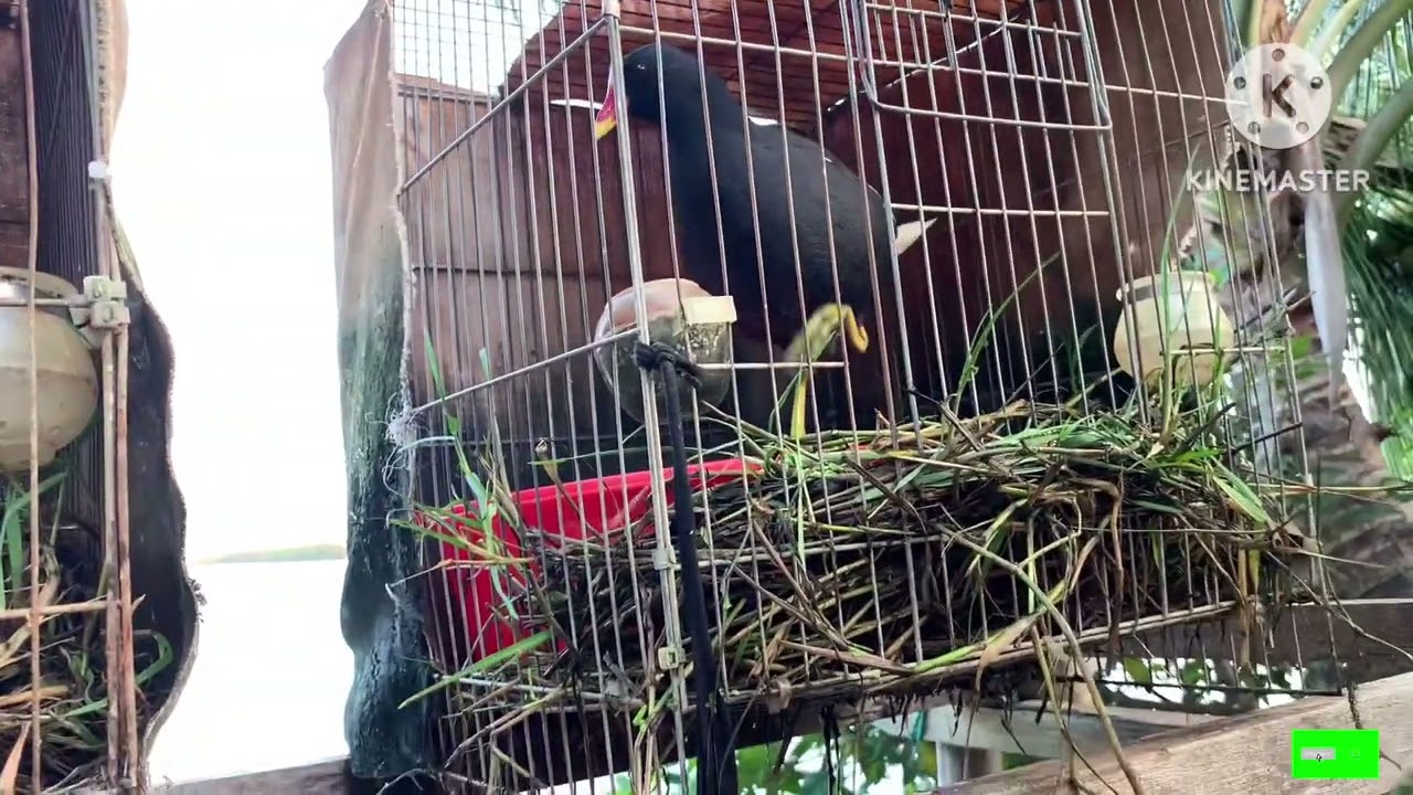 Chia sẻ kinh nghiệm nuôi trích ré cho anh em mới tập chơi