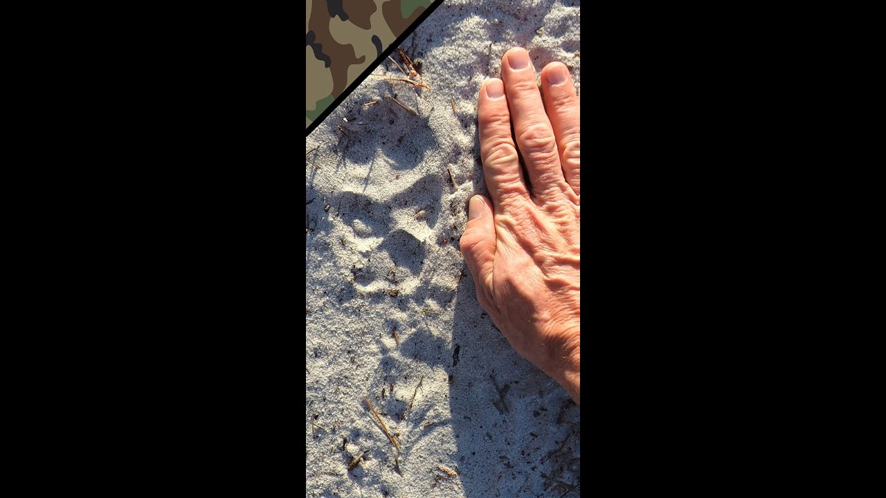 Great Dane Giant Paw Print Size Comparison 