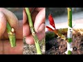 Rose bud grafting  grafting of rose plant with full update  how to graft on roses