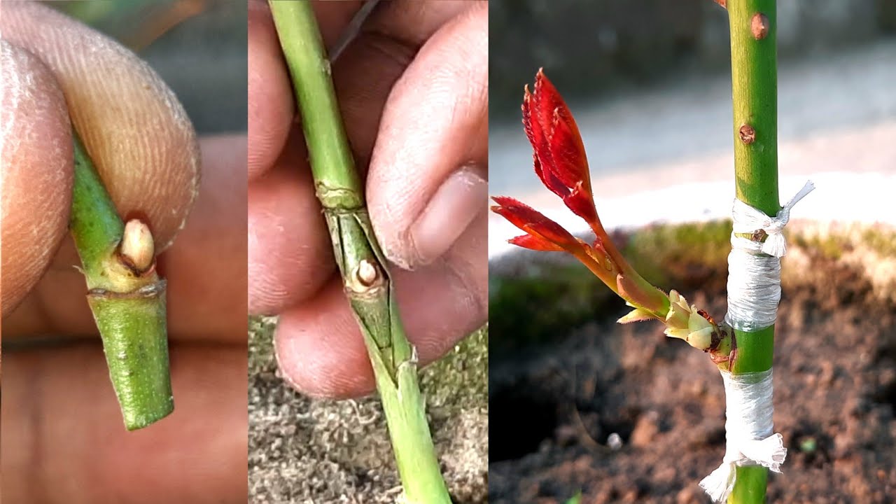 Rose Bud Grafting  Grafting Of Rose Plant With Full Update  How To Graft On Roses